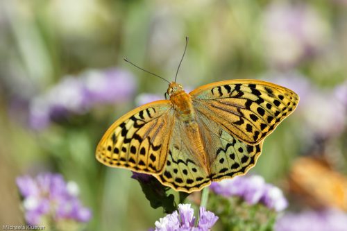 Cardinal, Argynnis pandora