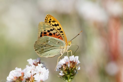 Cardinal, Argynnis pandora