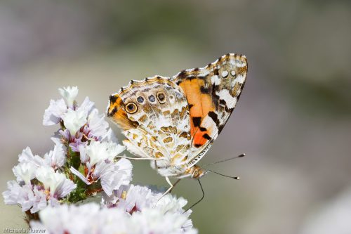 Distelfalter, Vanessa cardui
