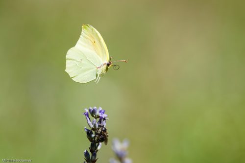 Zitronenfalter im Flug