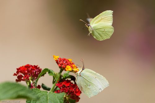 Zitronenfalter im Flug