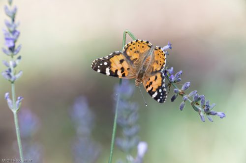 Distelfalter, Vanessa cardui