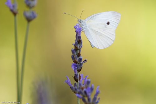 Weissling an Lavendel