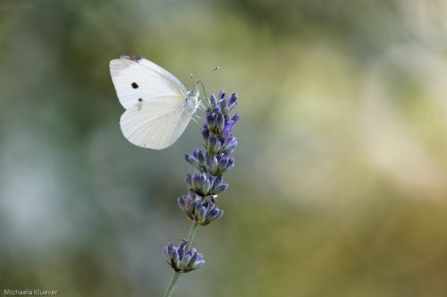 Weissling an Lavendel