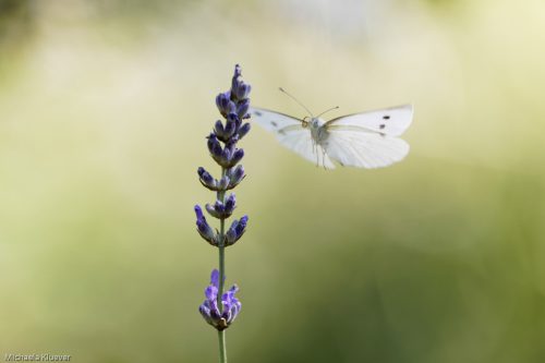 Weissling in Anflug