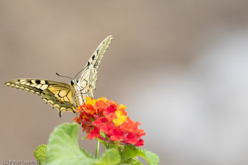 Schwalbenschwanz, Papilio machaon