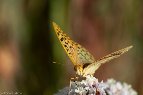 Cardinal, Argynnis pandora