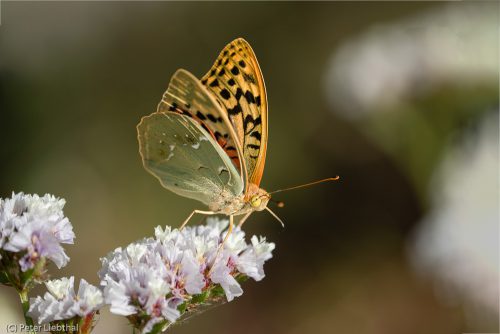 Cardinal, Argynnis pandora