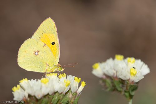 Postillion, Colias croceus