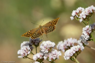 Peter-Schmetterling-106-c