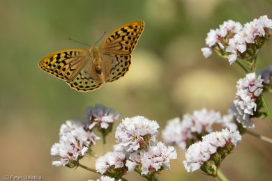 Peter-Schmetterling-107-c