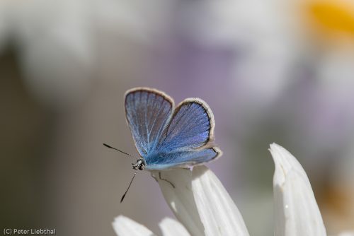 Bäuling