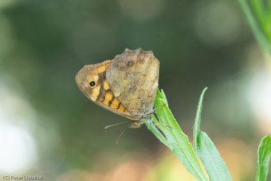 Peter-Schmetterling-111-c