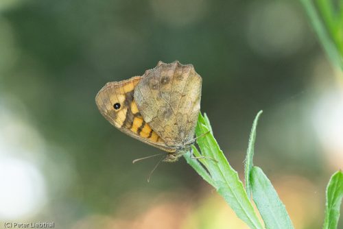 Waldbrettspiel, Pararge aegeria