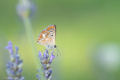 Peter-Schmetterling-112-c