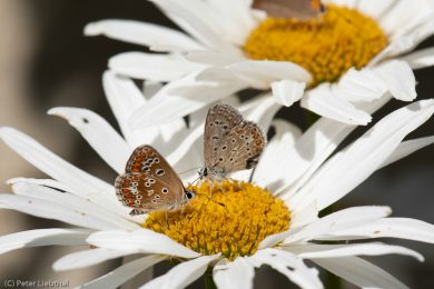 Peter-Schmetterling-113-c