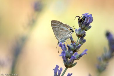 Peter-Schmetterling-114-c