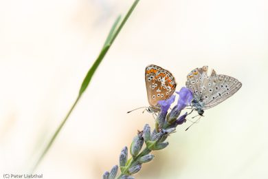 Peter-Schmetterling-117-c