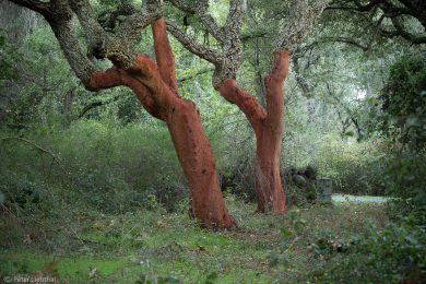 Fotoabenteuer auf Sardinien 2024
