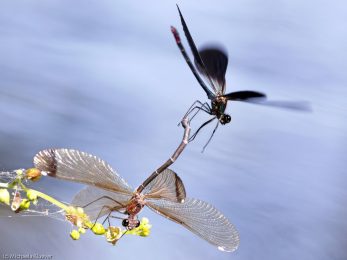 Sardinien-Prachtlibellen_38
