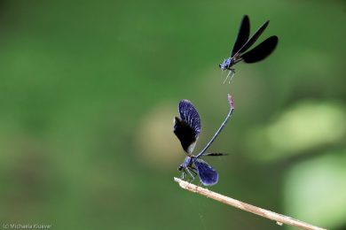 Sardinien-Prachtlibellen_40