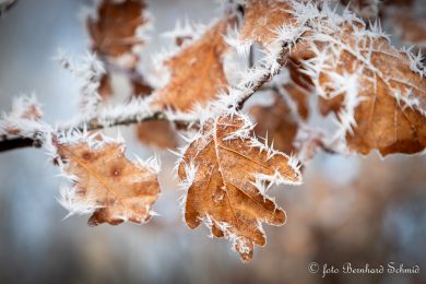 TN-Galerie_2025__BSCH_2