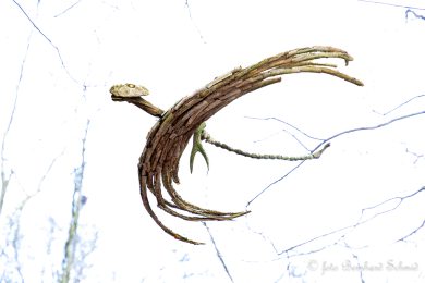 TN-Galerie_2025__BSCH_9