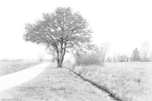 Hammewiesen
