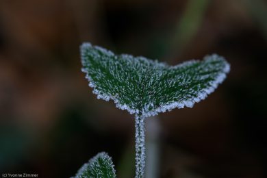 Yvonne_Spuren des Winters-3