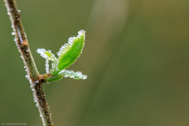 Yvonne_Spuren des Winters-4