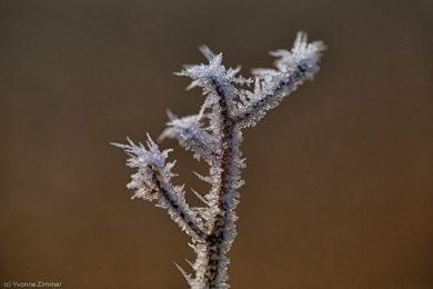 Yvonne_Spuren des Winters-8