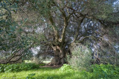 albero-millenario-cuglieri-1