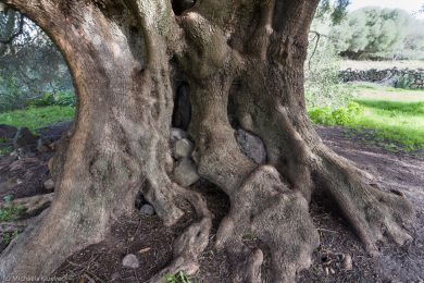 albero-millenario-cuglieri-11