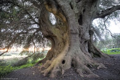albero-millenario-cuglieri-12