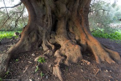 albero-millenario-cuglieri-13