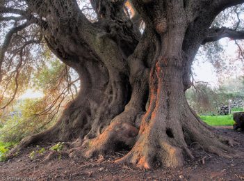 albero-millenario-cuglieri-14