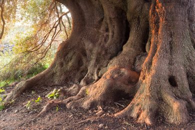 albero-millenario-cuglieri-15