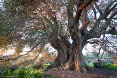 albero-millenario-cuglieri-16