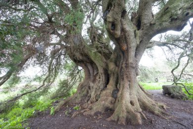 albero-millenario-cuglieri-2