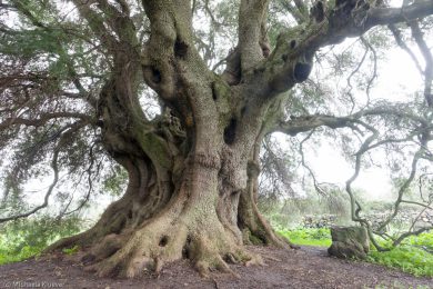 albero-millenario-cuglieri-3