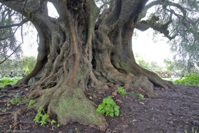 albero-millenario-cuglieri-4