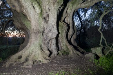 albero-millenario-cuglieri-5