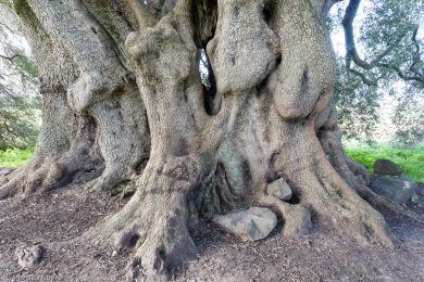 albero-millenario-cuglieri-6