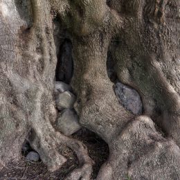 albero-millenario-cuglieri-7