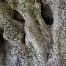 albero-millenario-cuglieri-8