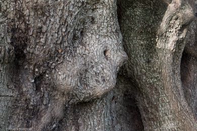 albero-millenario-cuglieri-9