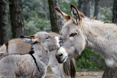 esel-auf-sardinien-43