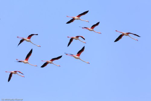 Flamingos im Flug