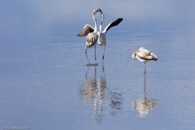 flamingos-auf-sardinien-10