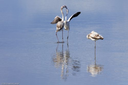 Flamingos Interaktion